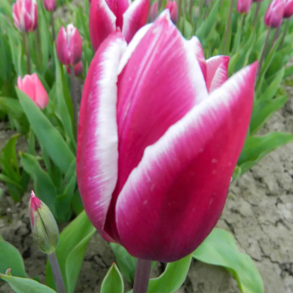 TULIPE SYNAEDA BLUE AB 