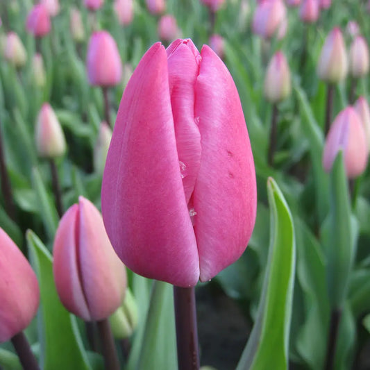 TULIPE TINEKE VAN DER MEER AB 