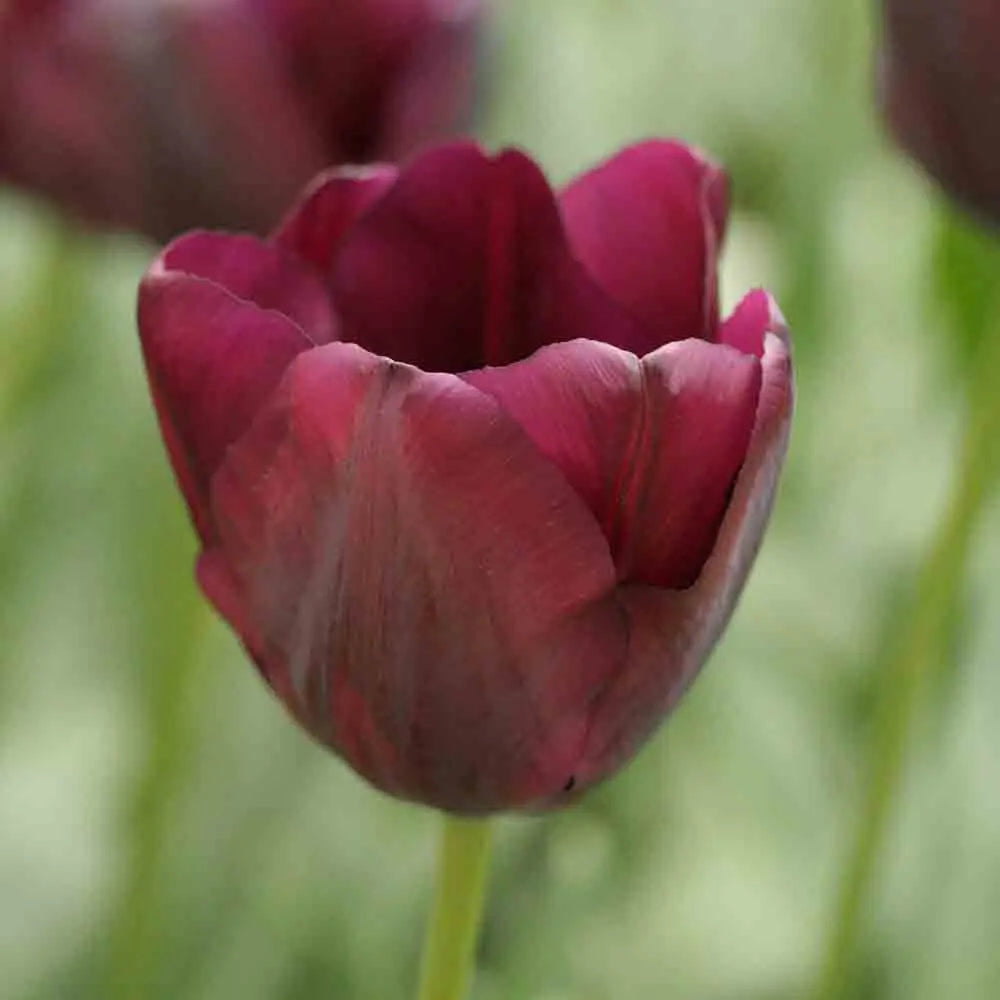 TULIPE TRIOMPHE BLACK BIO 