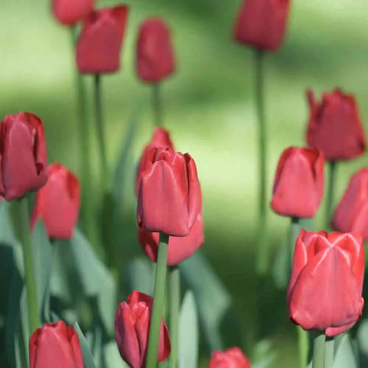 TULIPE TRIOMPHE RED BIO 