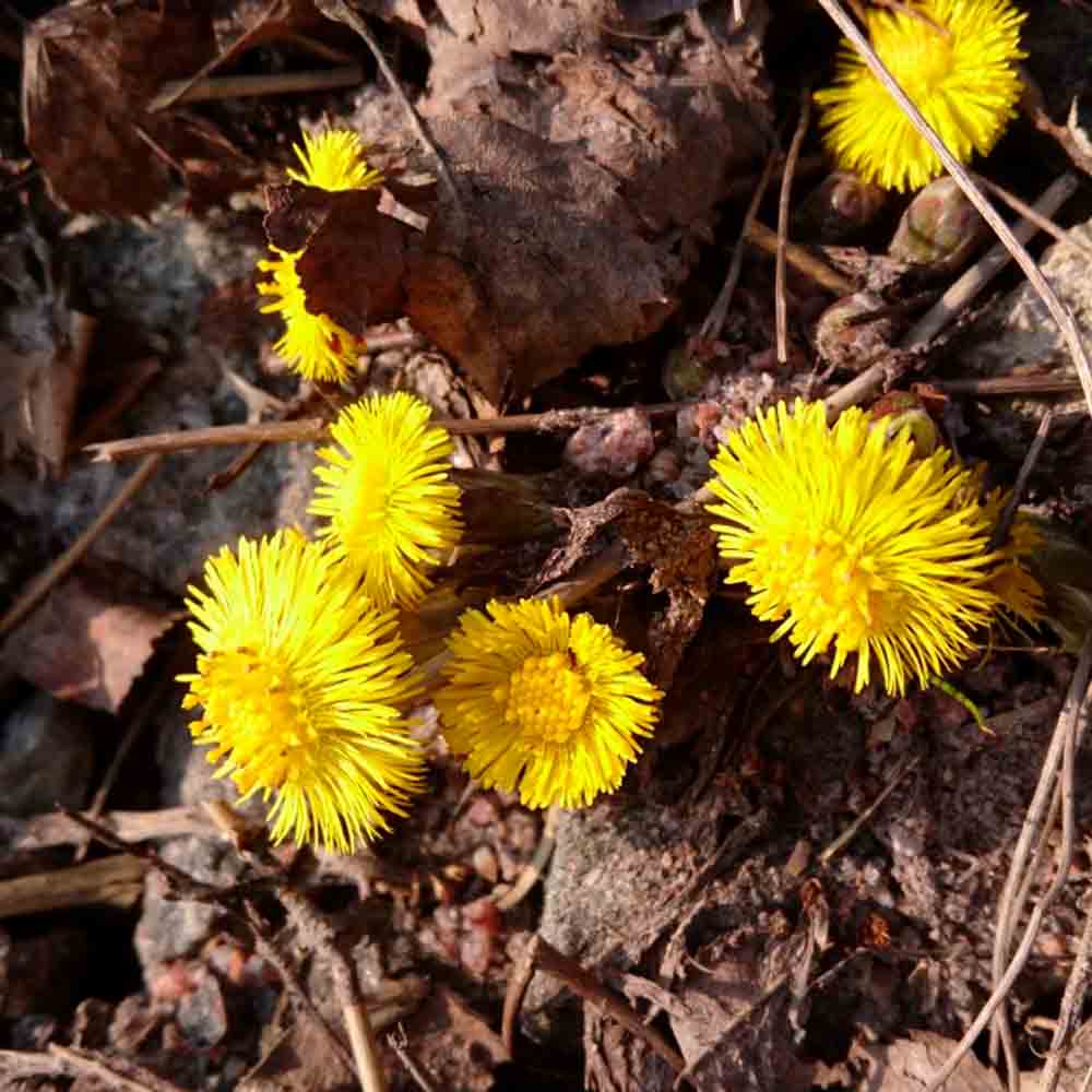 TUSSILAGE AB 