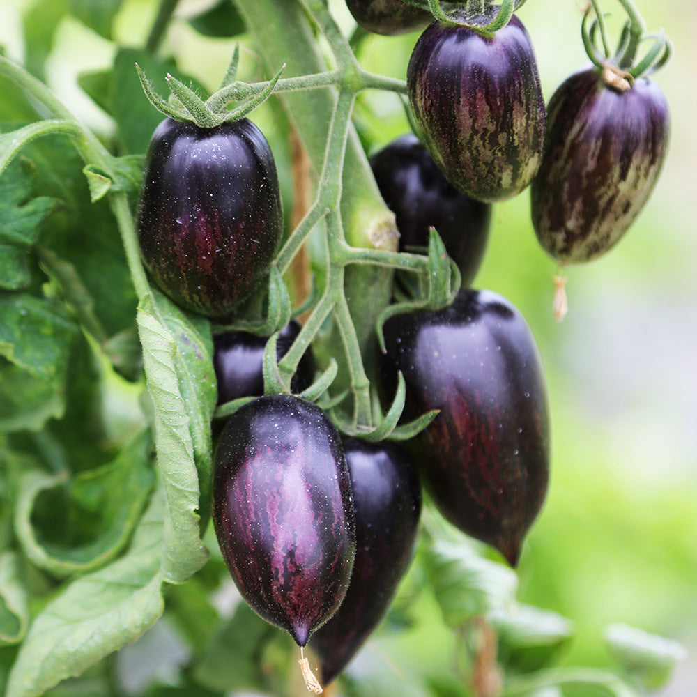 TOMATE BRAD'S ATOMIC GRAPE AB 