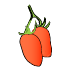 Medium-fruited tomatoes