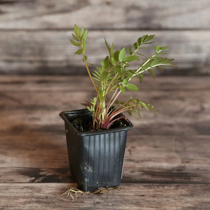 VALERIANE OFFICINALE AB - PLANT 