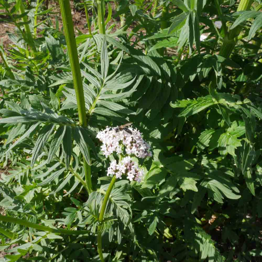 VALERIANE OFFICINALE NT 