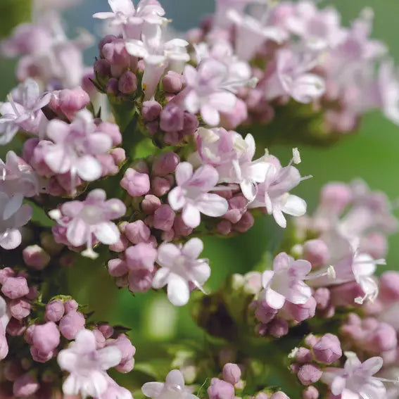 VALERIANE OFFICINALE NT 