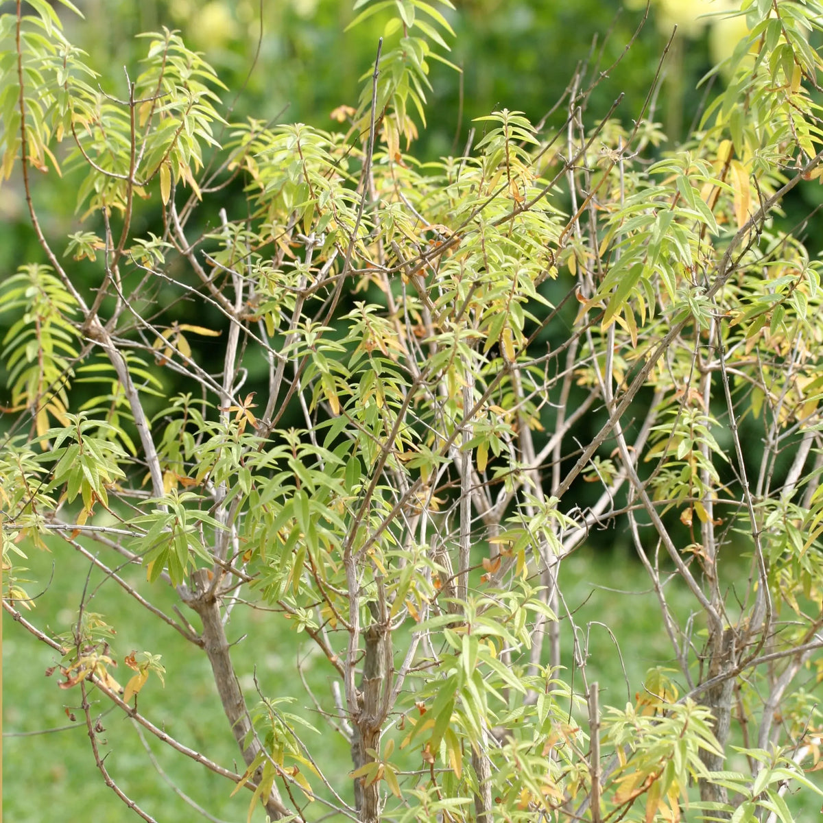 VERVEINE CITRONNELLE AB - PLANT 