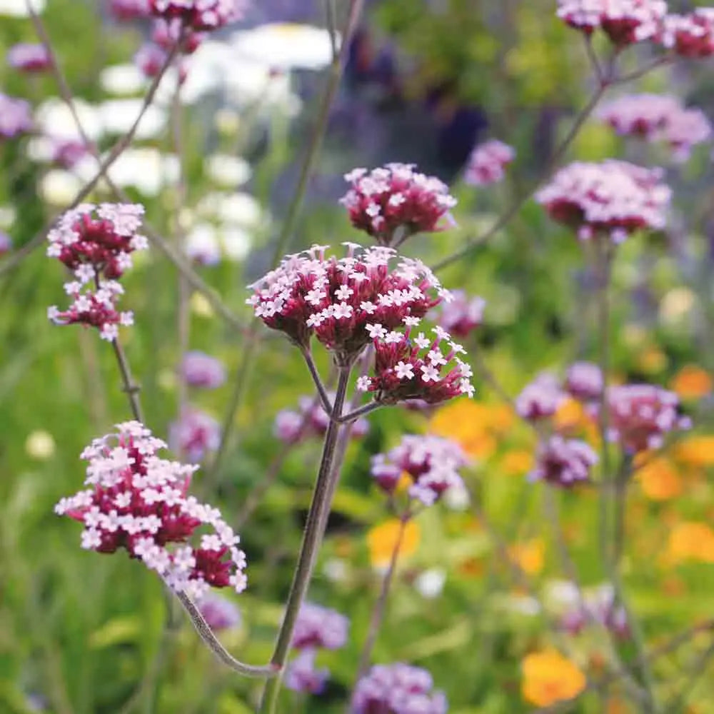VERVEINE DE BUENOS AIRES AB 