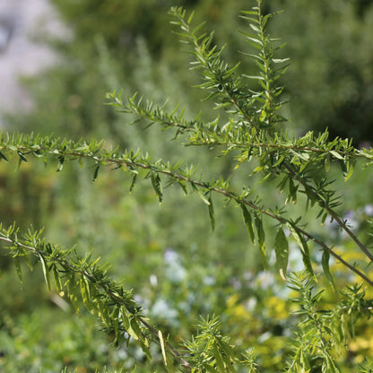 VERVEINE D'ARGENTINE MENTHOL HOLLYWOOD AB - PLANT 