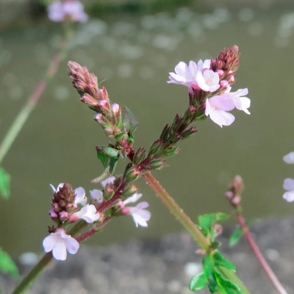 VERVEINE OFFICINALE AB 