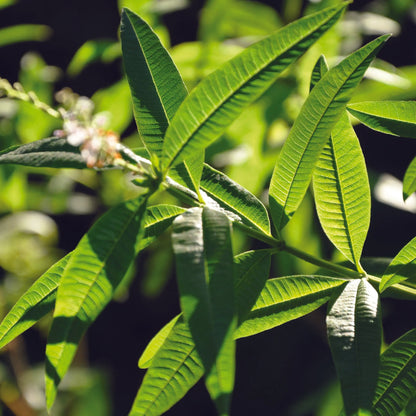 VERVEINE OFFICINALE AB - PLANT 