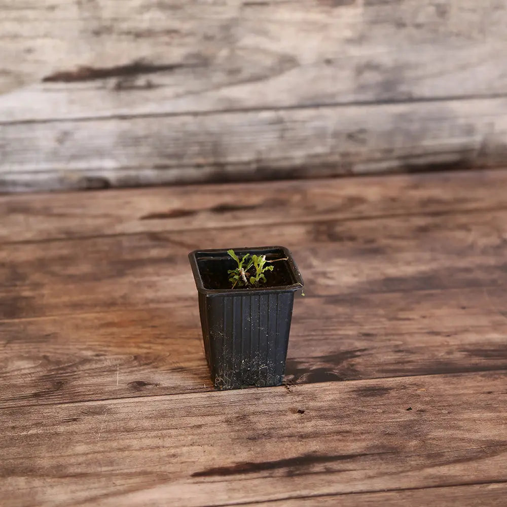 VERVEINE OFFICINALE AB - PLANT 