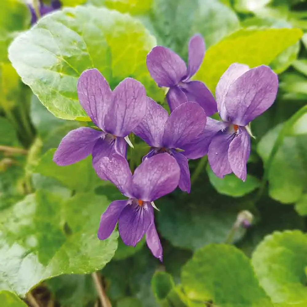 VIOLETTE ODORANTE NT 