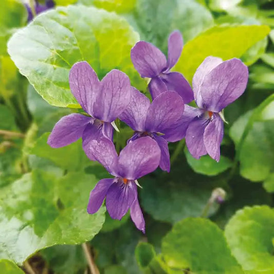 VIOLETTE ODORANTE NT 