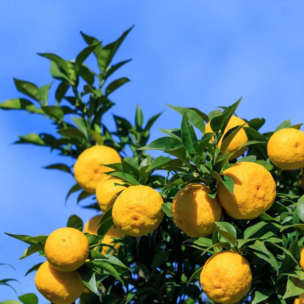YUZU - PLANT 