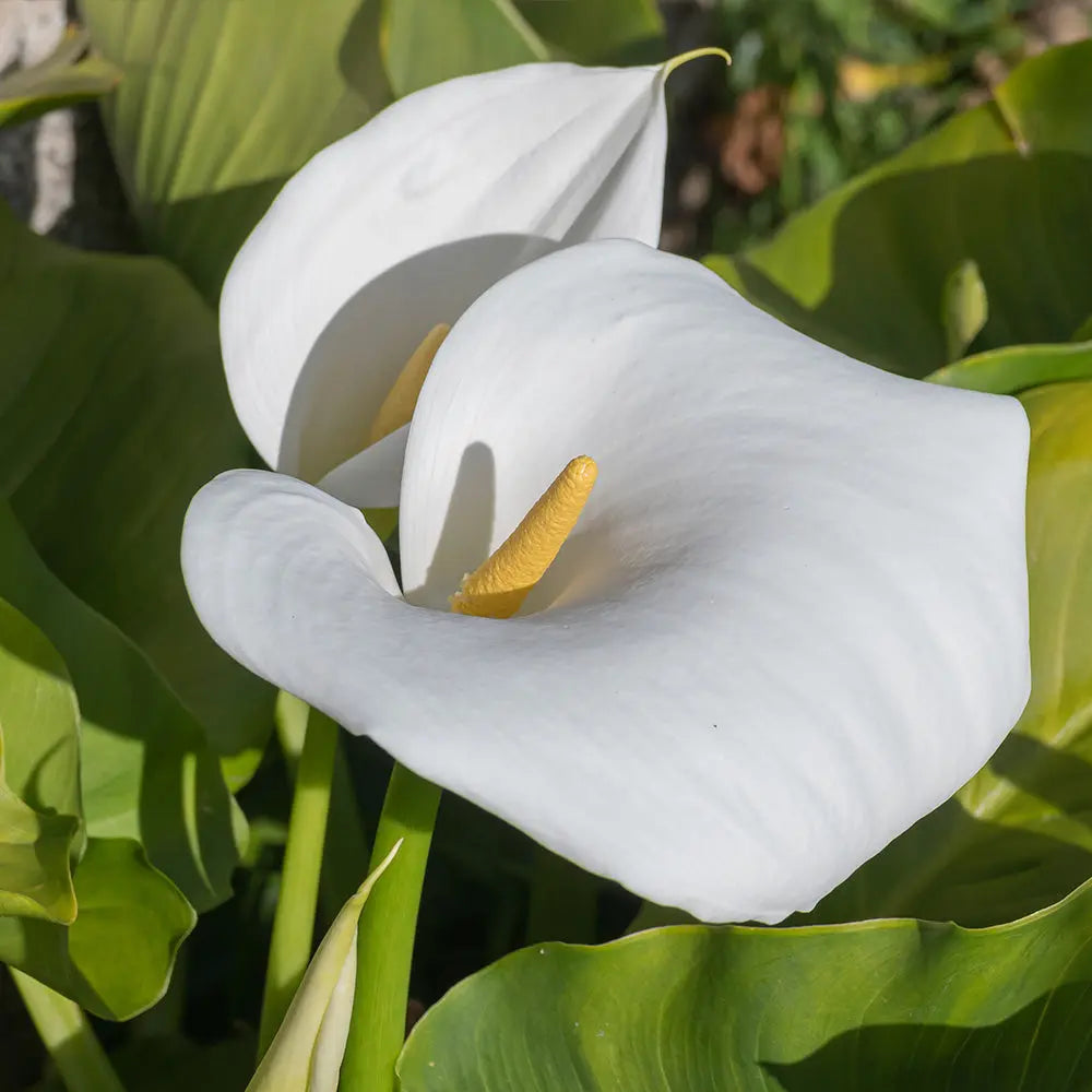 ZANTEDESCHIA CAPTAIN VENTURA® 