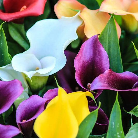ZANTEDESCHIA SUNSET EN MÉLANGE 