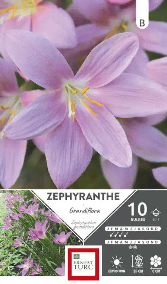 ZÉPHYRANTHES ROSE 