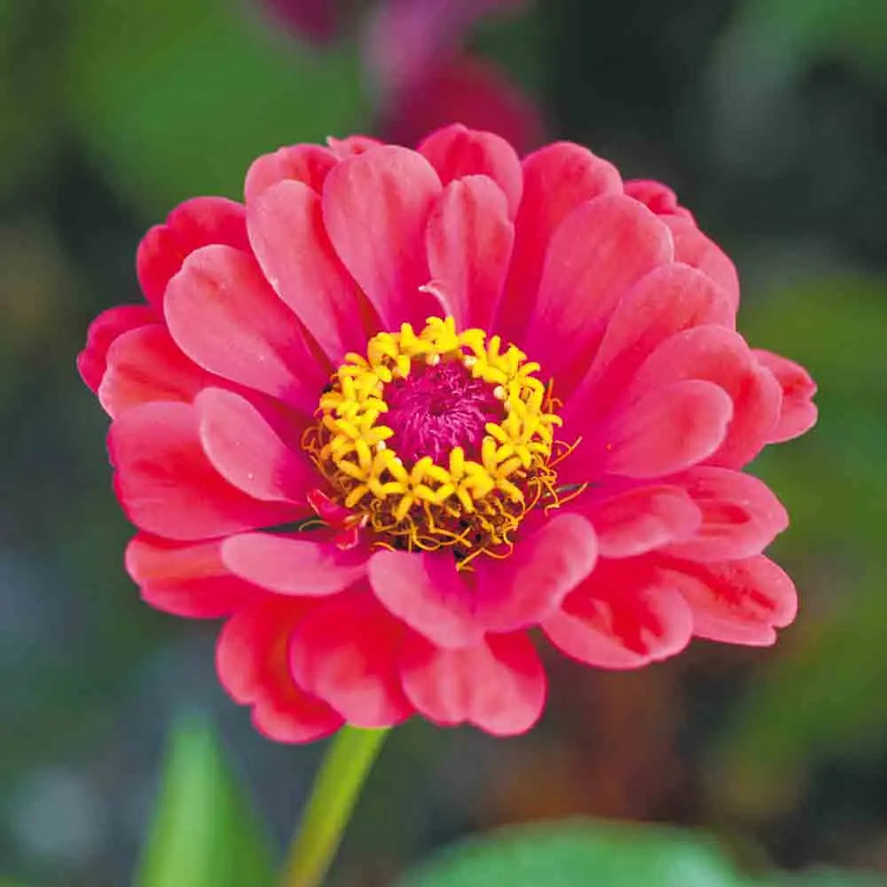 ZINNIA ELEGANS DOUBLE VARIE AB 