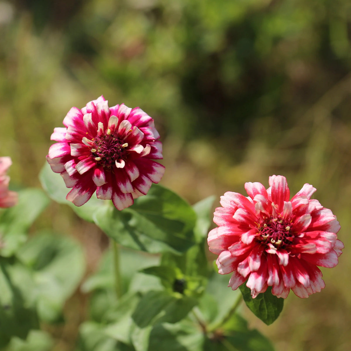 ZINNIA MAZURKIA AB 