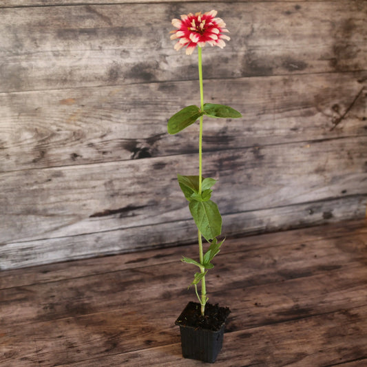 ZINNIA MAZURKIA  AB - PLANT 