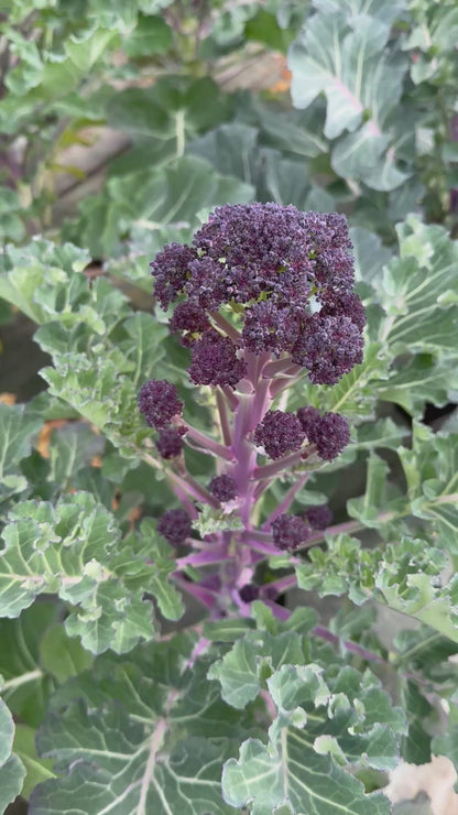 CABBAGE BROCCOLI EARLY PURPLE SPROUTING AB