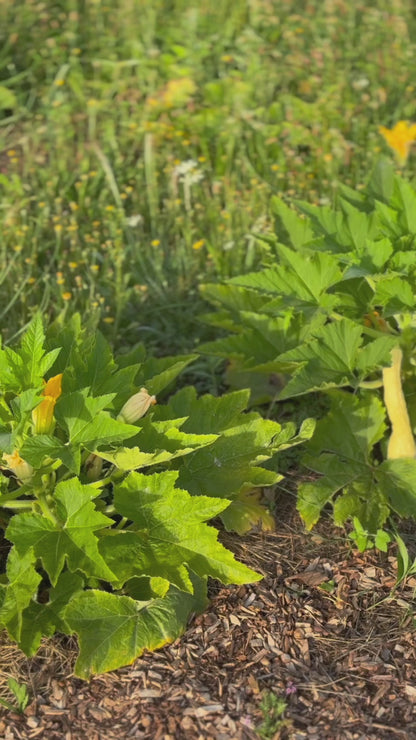 COURGETTE POP-CORN OU RUGOSA FRIULANA AB