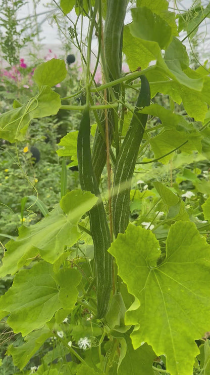 COURGE SERPENT OU FLEURS DENTELLES AB